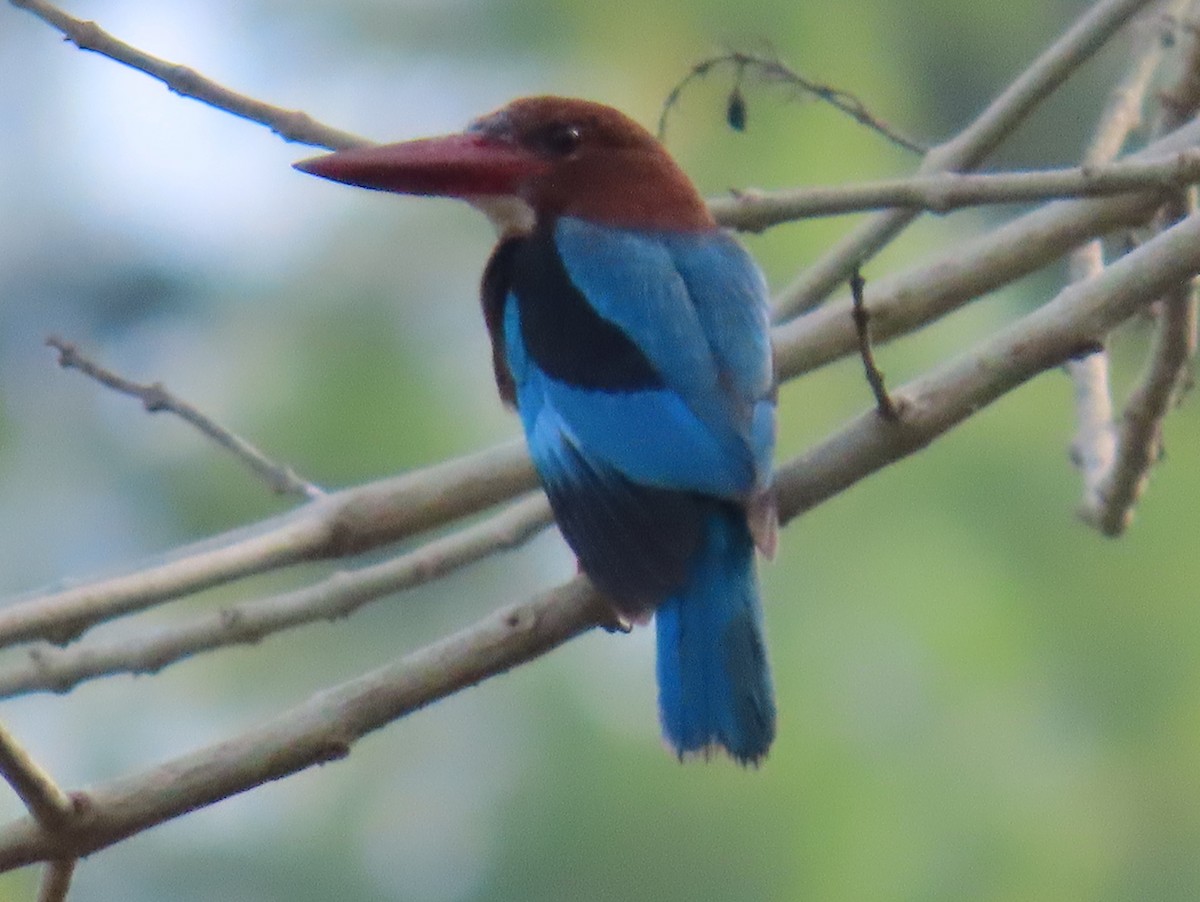 Brown-breasted Kingfisher - Paul Aston