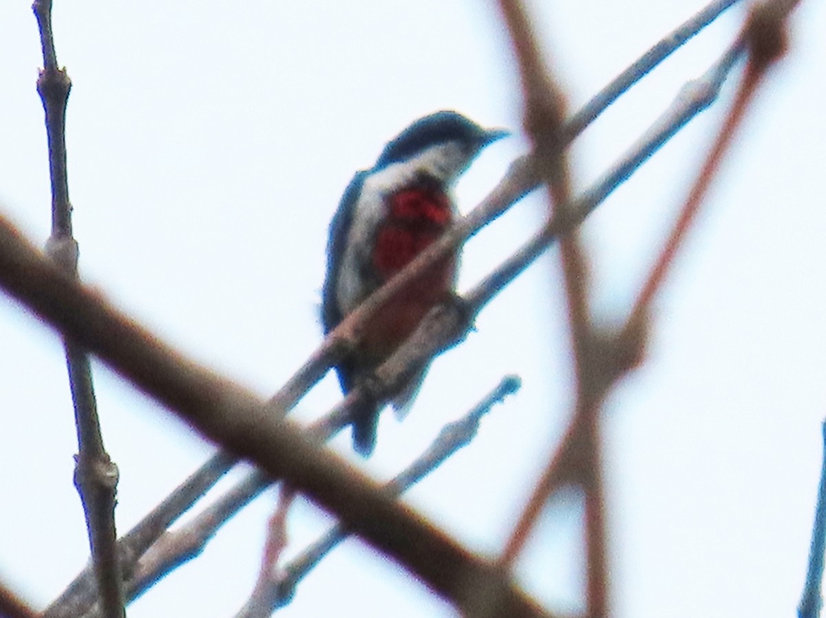 Black-belted Flowerpecker - ML623701871