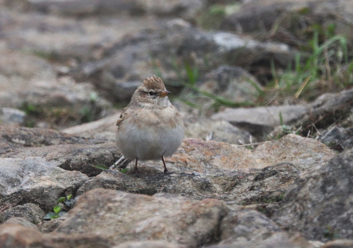 Sand Lark - Sunil Zaveri