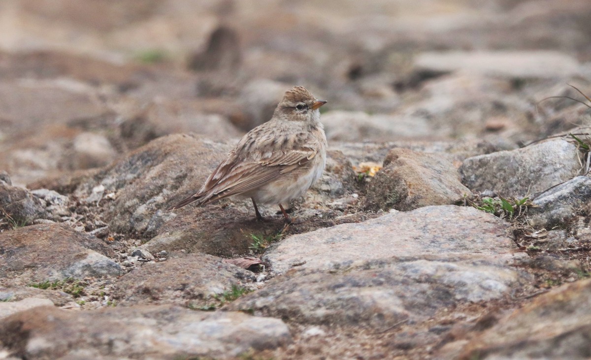 Sand Lark - ML623701880