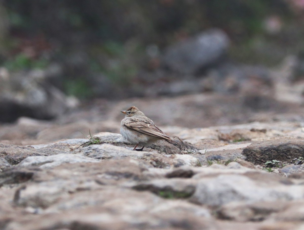 Sand Lark - ML623701881