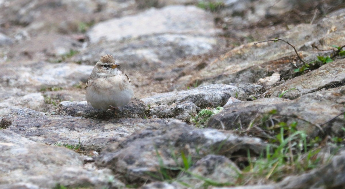 Sand Lark - ML623701883