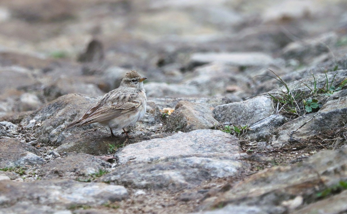 Sand Lark - ML623701884