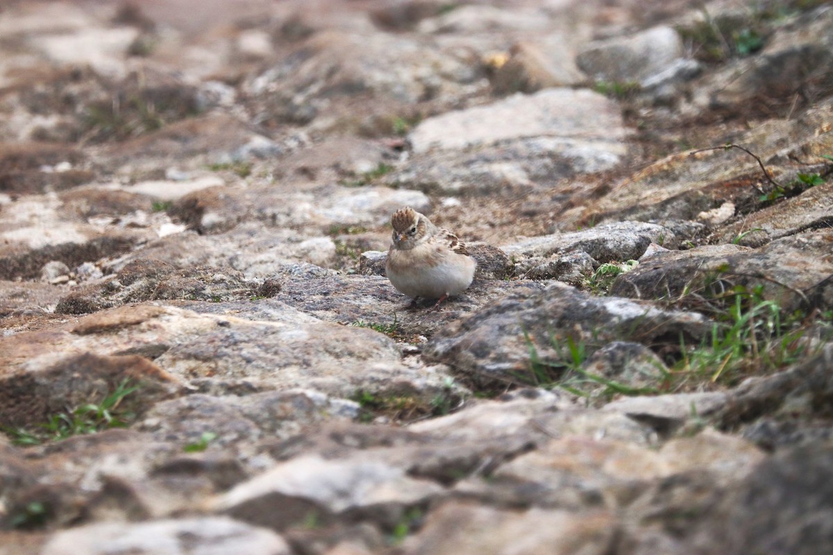 Sand Lark - ML623701885