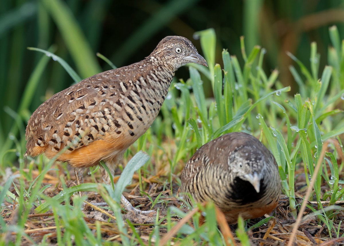 Barred Buttonquail - ML623701890