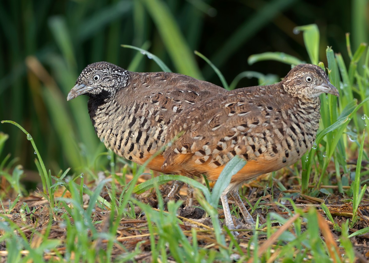 Barred Buttonquail - ML623701891