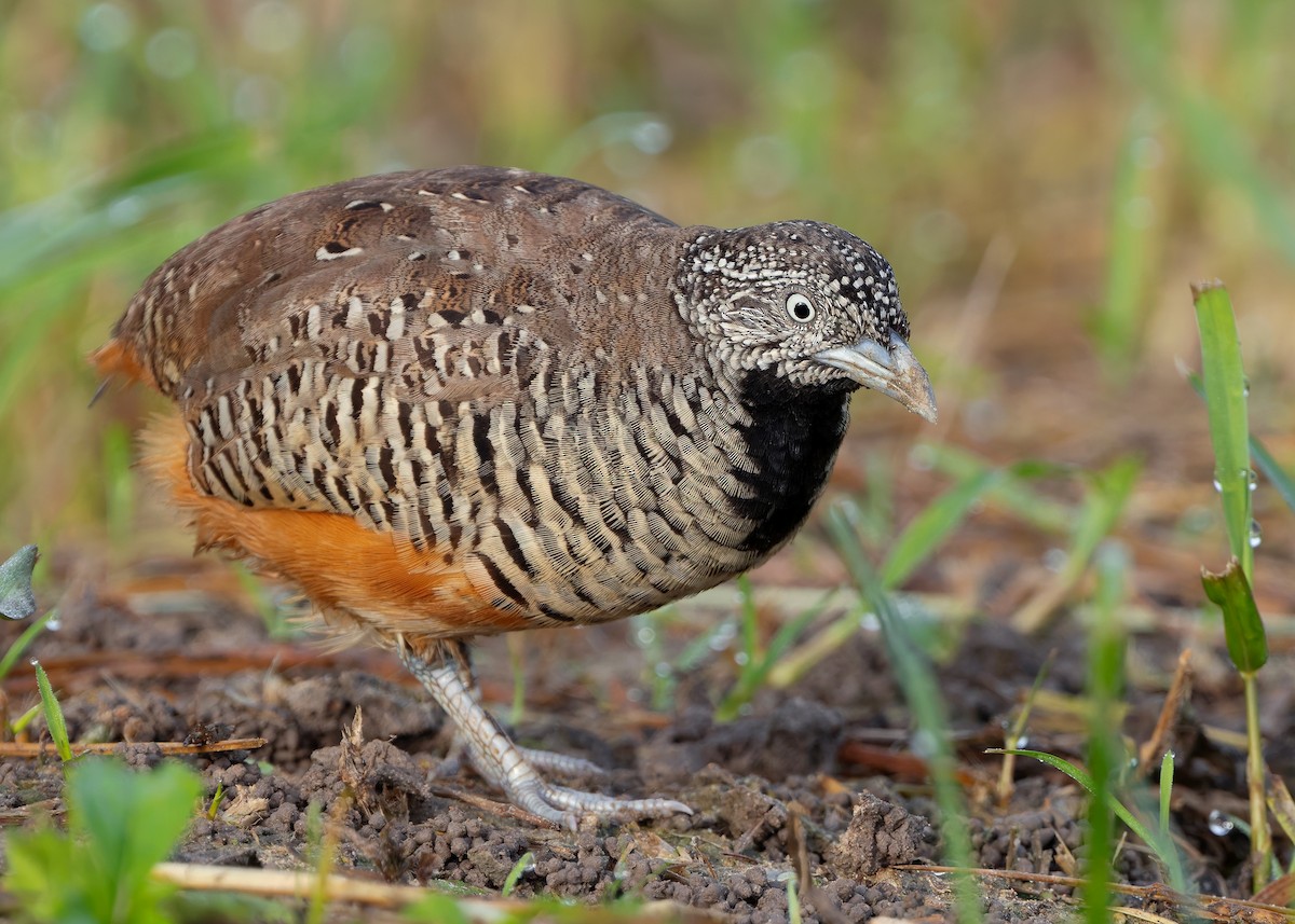 Barred Buttonquail - ML623701892