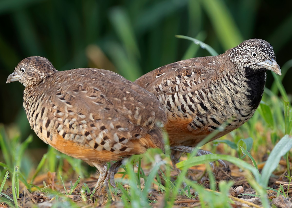 Barred Buttonquail - ML623701893