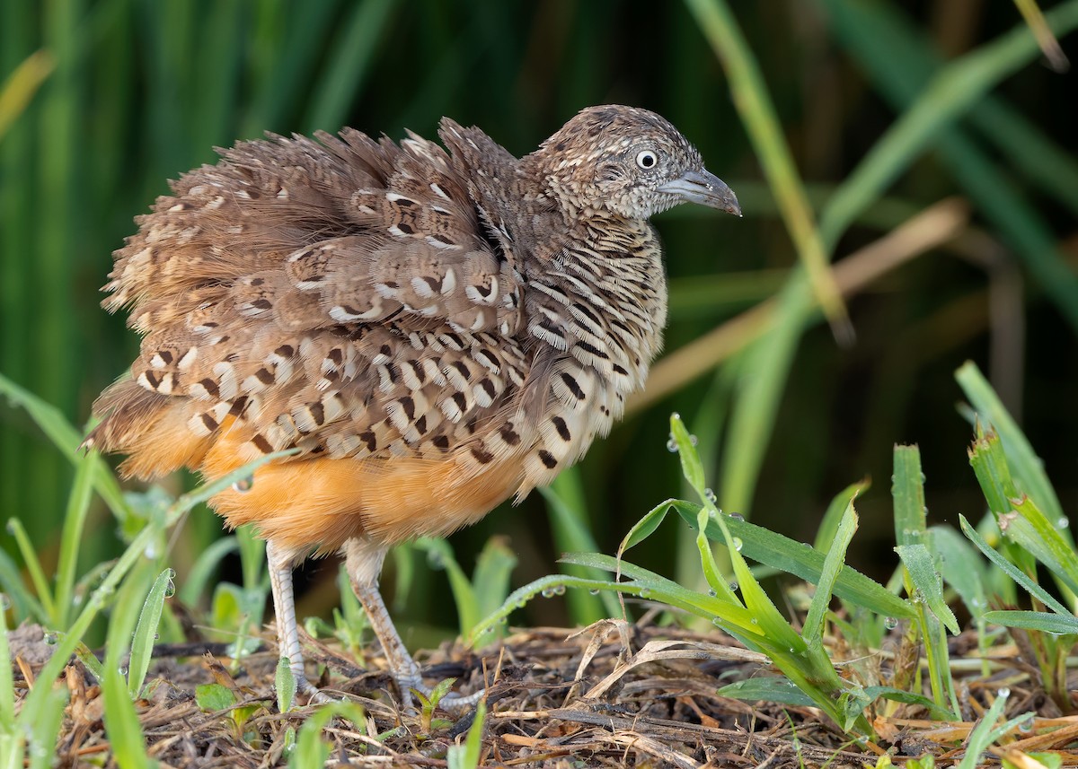 Barred Buttonquail - ML623701894