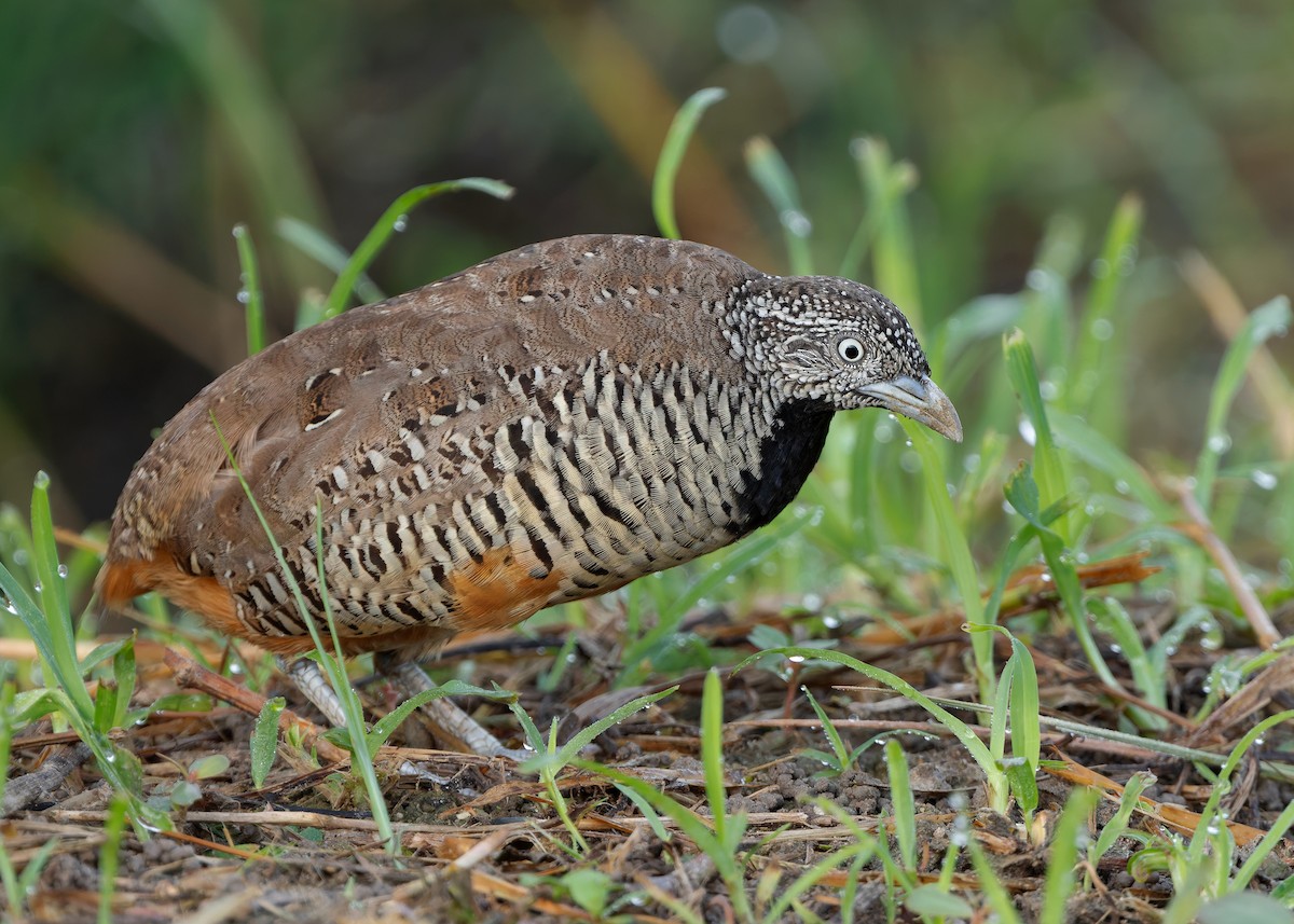 Barred Buttonquail - Ayuwat Jearwattanakanok