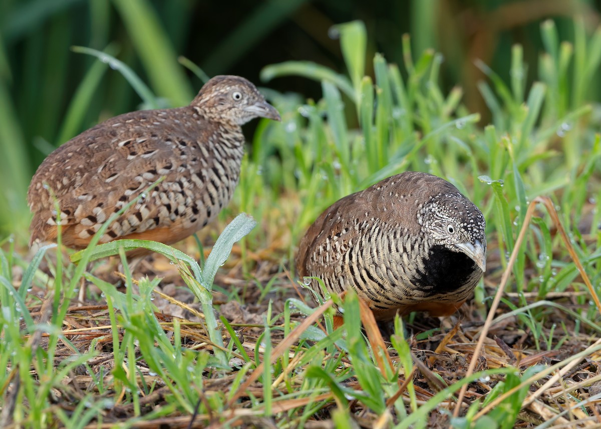 Barred Buttonquail - ML623701896