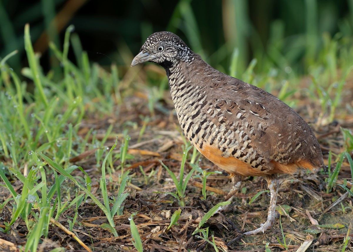 Barred Buttonquail - ML623701897