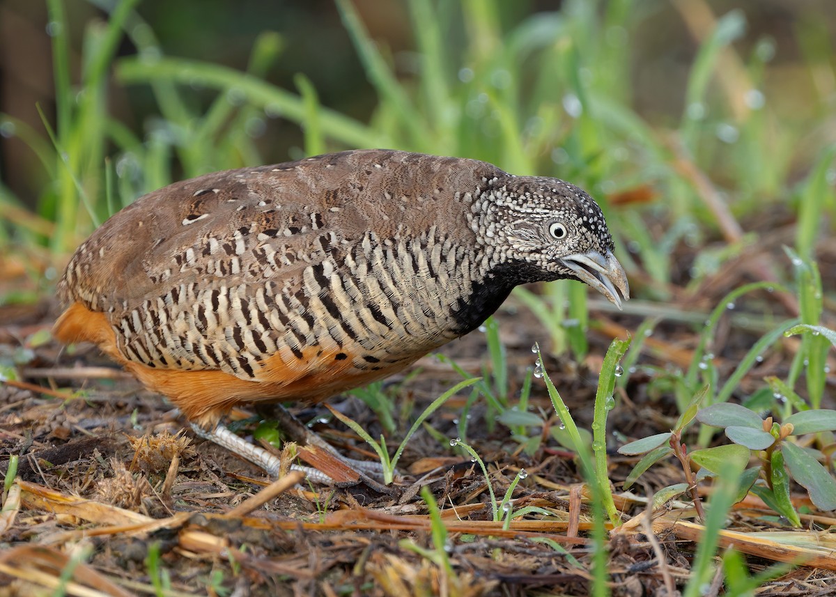 Barred Buttonquail - Ayuwat Jearwattanakanok