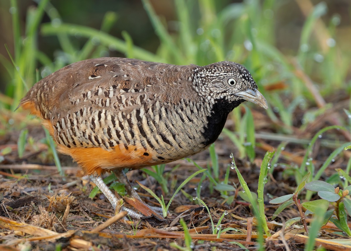 Barred Buttonquail - ML623701899