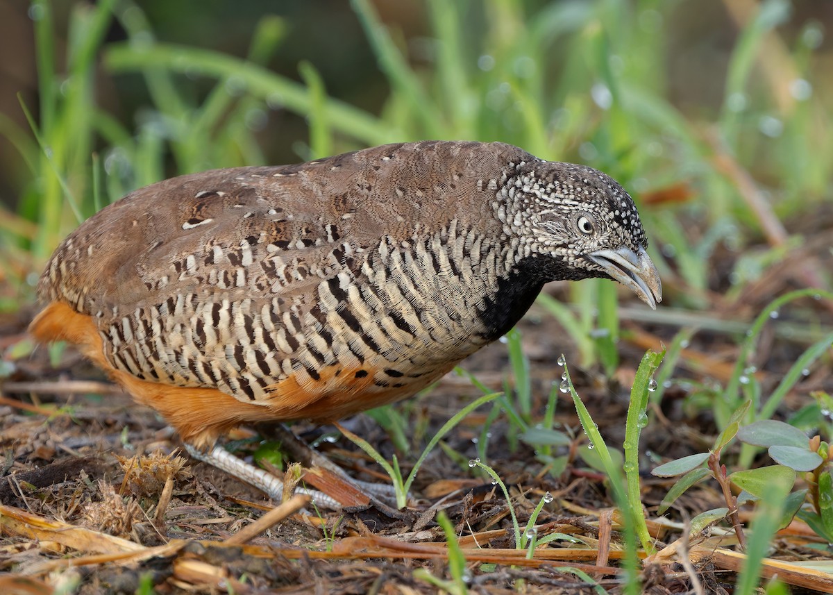 Barred Buttonquail - ML623701900