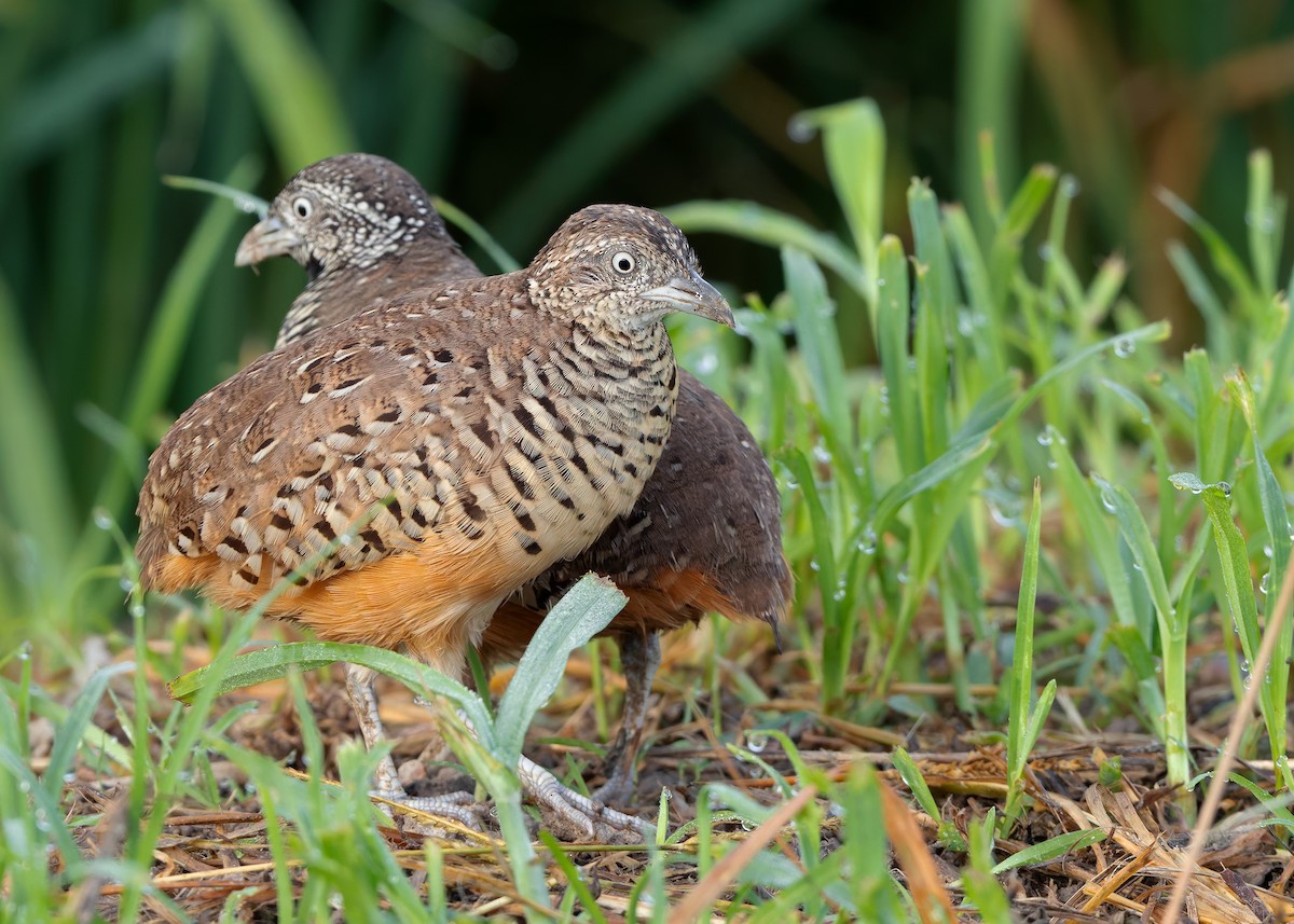 Barred Buttonquail - ML623701901