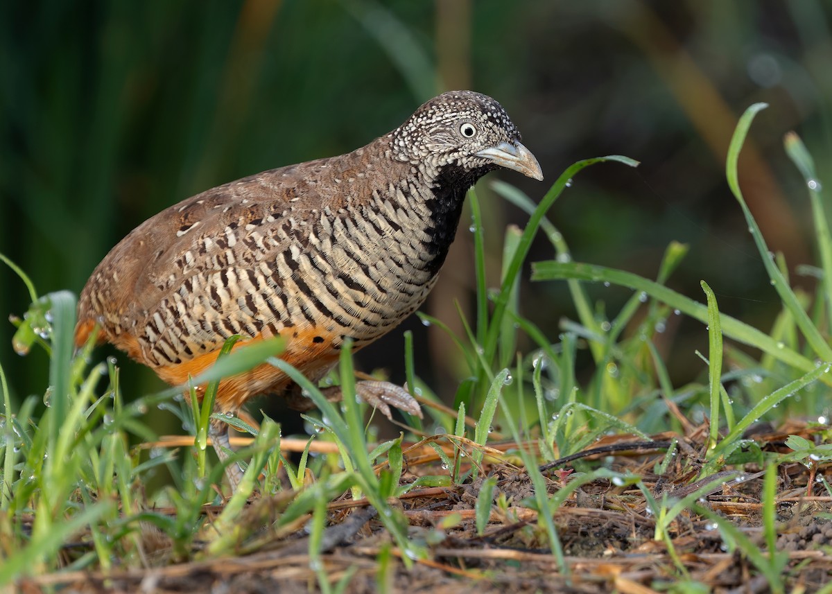 Barred Buttonquail - ML623701902