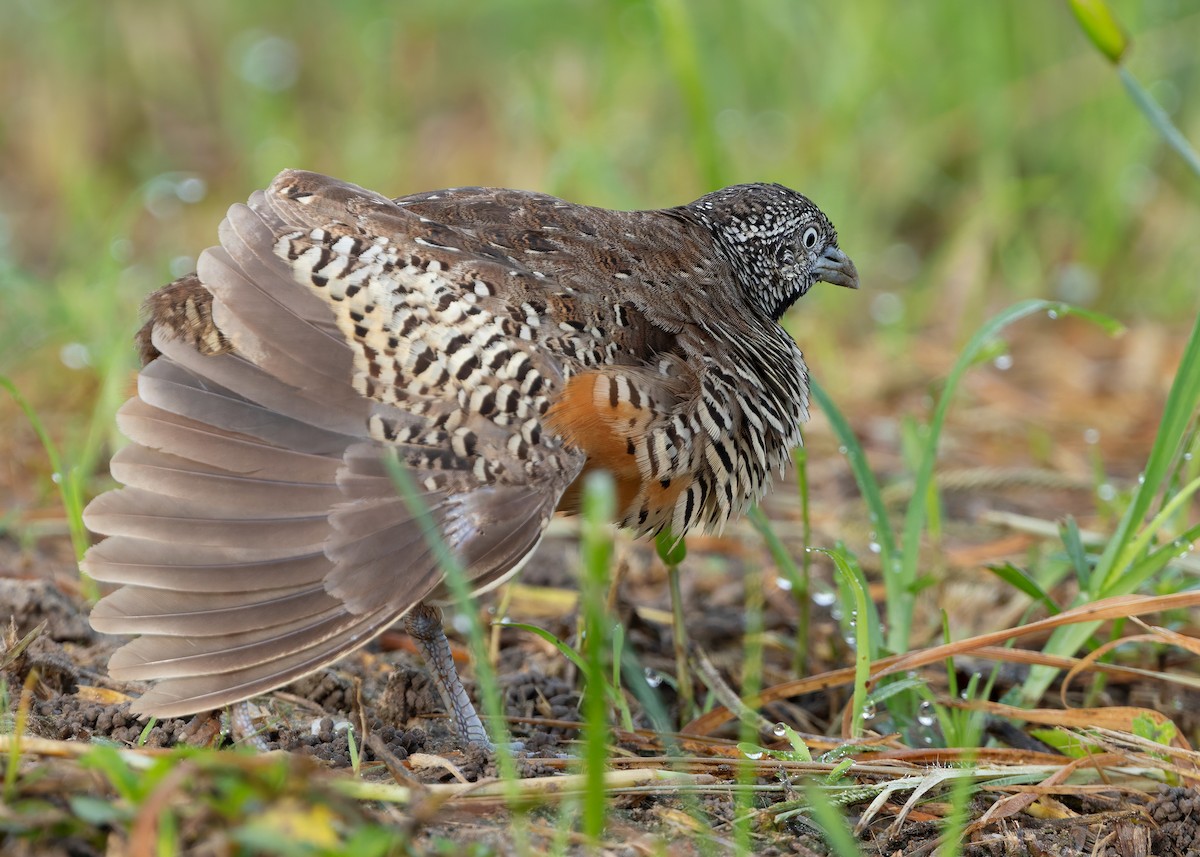 Barred Buttonquail - ML623701903