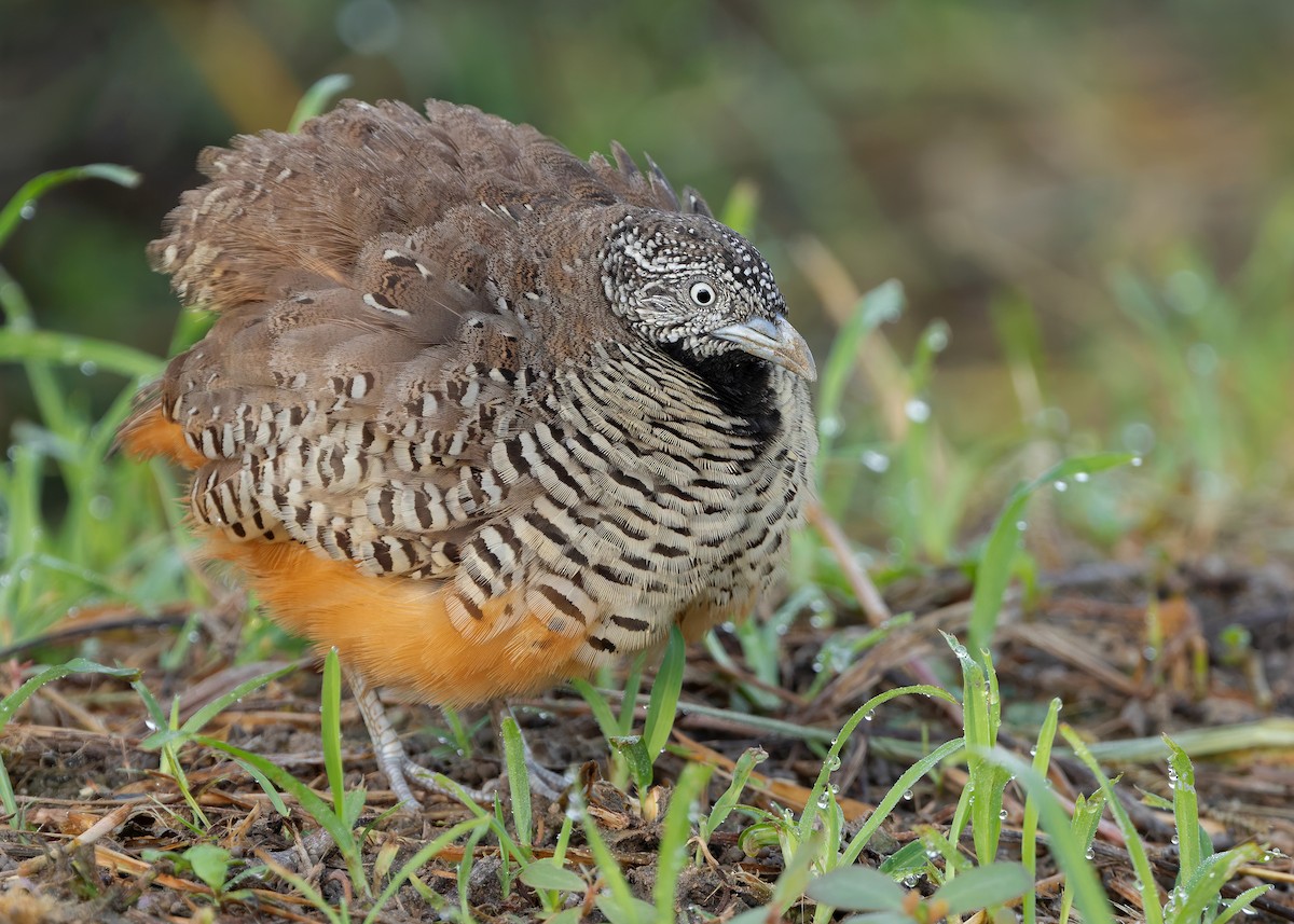 Barred Buttonquail - ML623701904