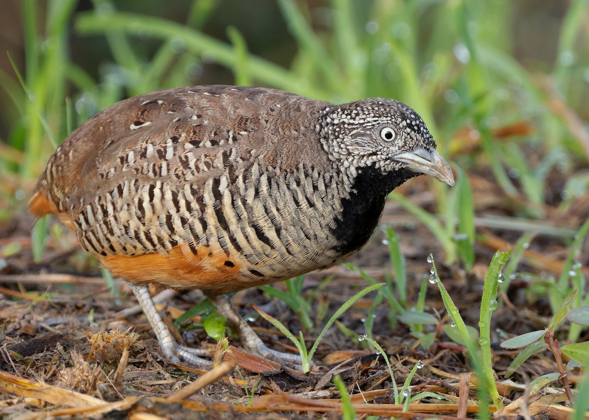 Barred Buttonquail - ML623701905