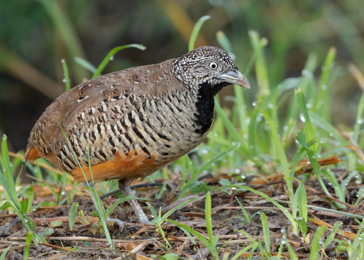 Barred Buttonquail - ML623701906