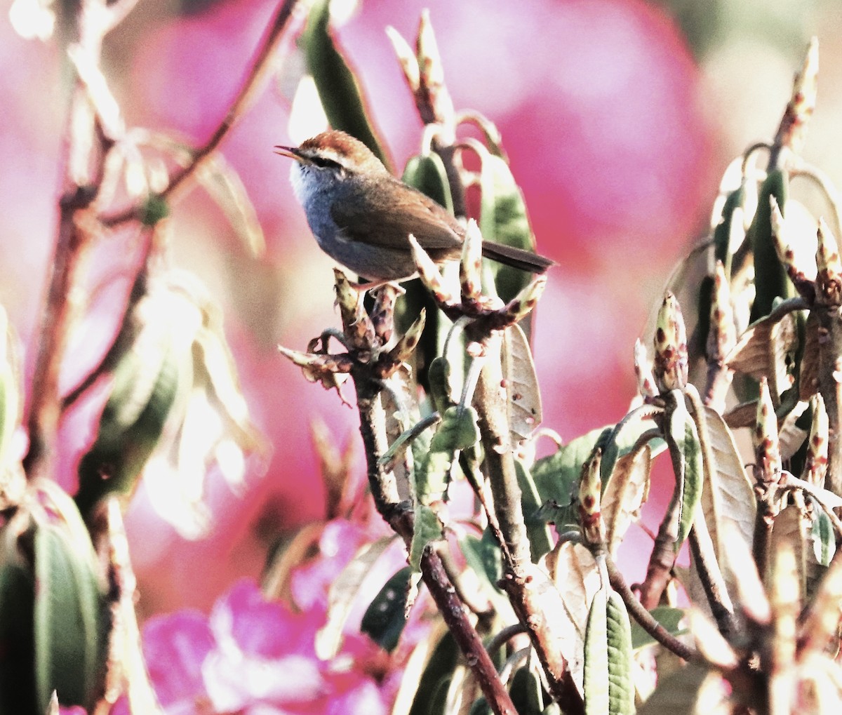 Gray-sided Bush Warbler - ML623701917