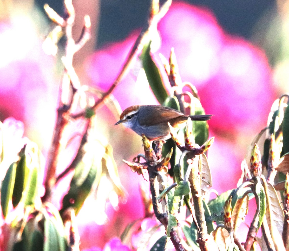 Gray-sided Bush Warbler - Sunil Zaveri