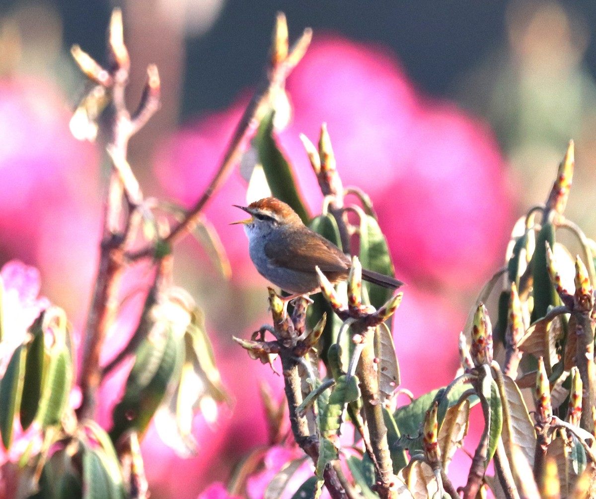 Gray-sided Bush Warbler - ML623701919