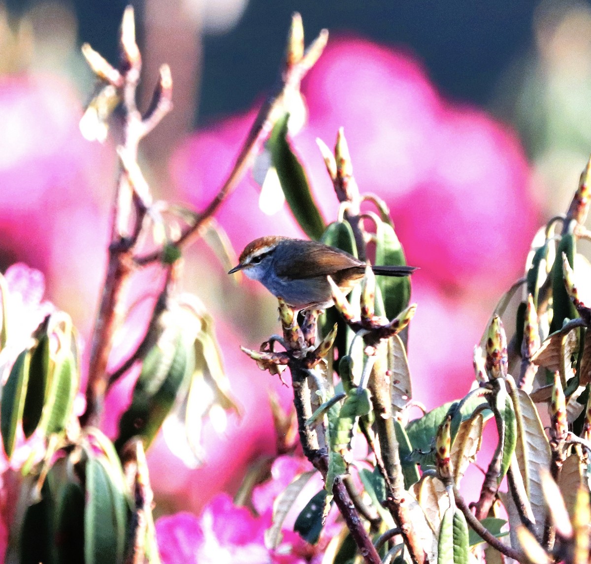 Gray-sided Bush Warbler - ML623701920