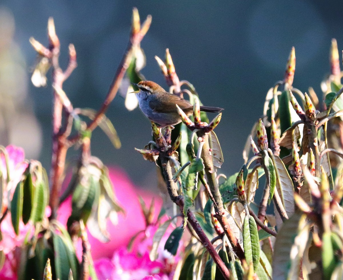 Gray-sided Bush Warbler - ML623701921