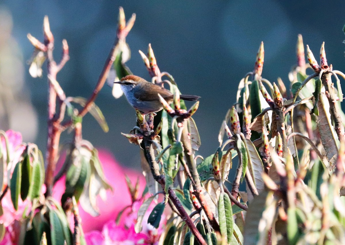 Gray-sided Bush Warbler - ML623701922