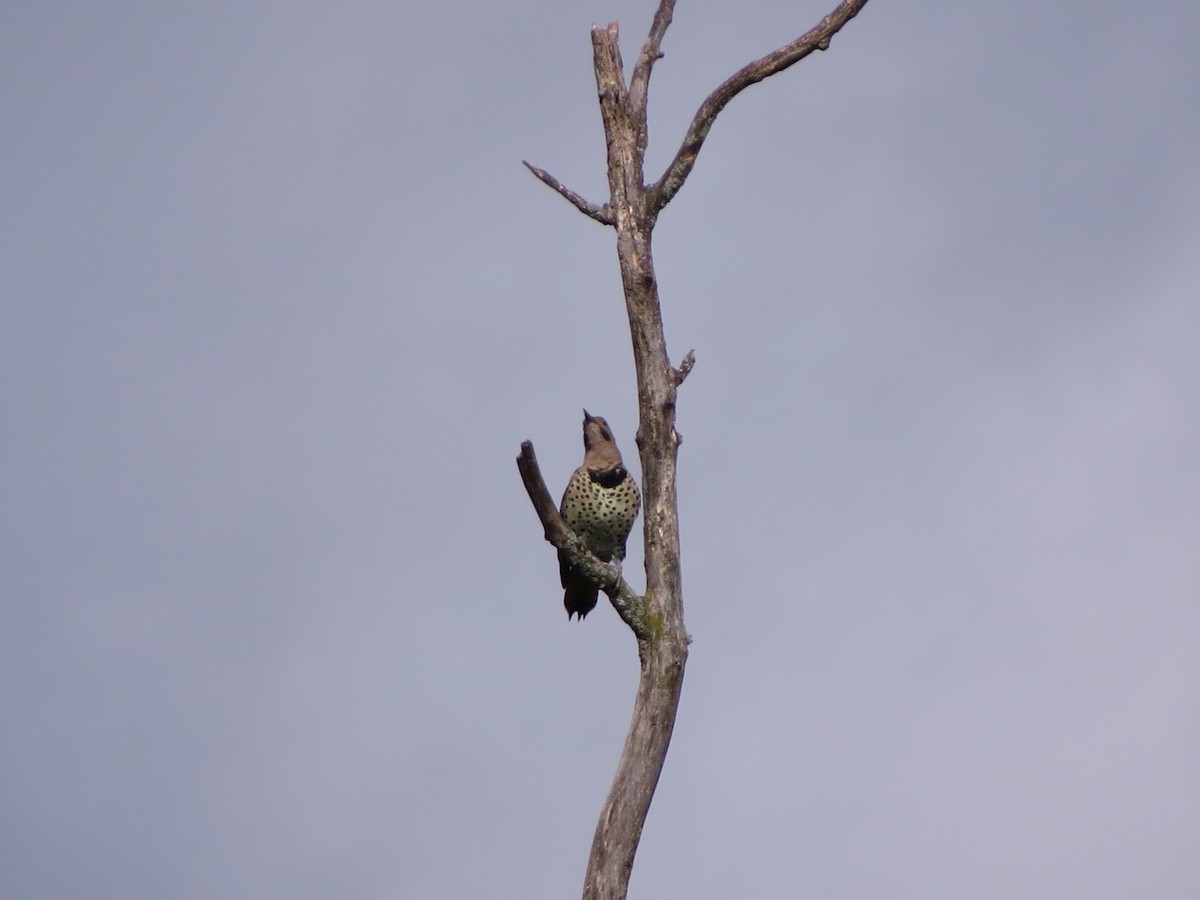 Northern Flicker - ML623701923