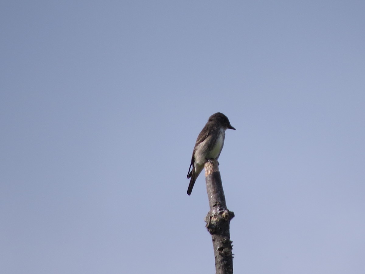 Olive-sided Flycatcher - ML623701926