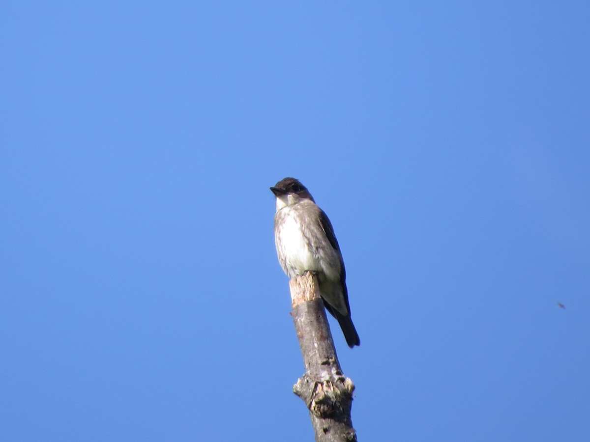 Olive-sided Flycatcher - ML623701928