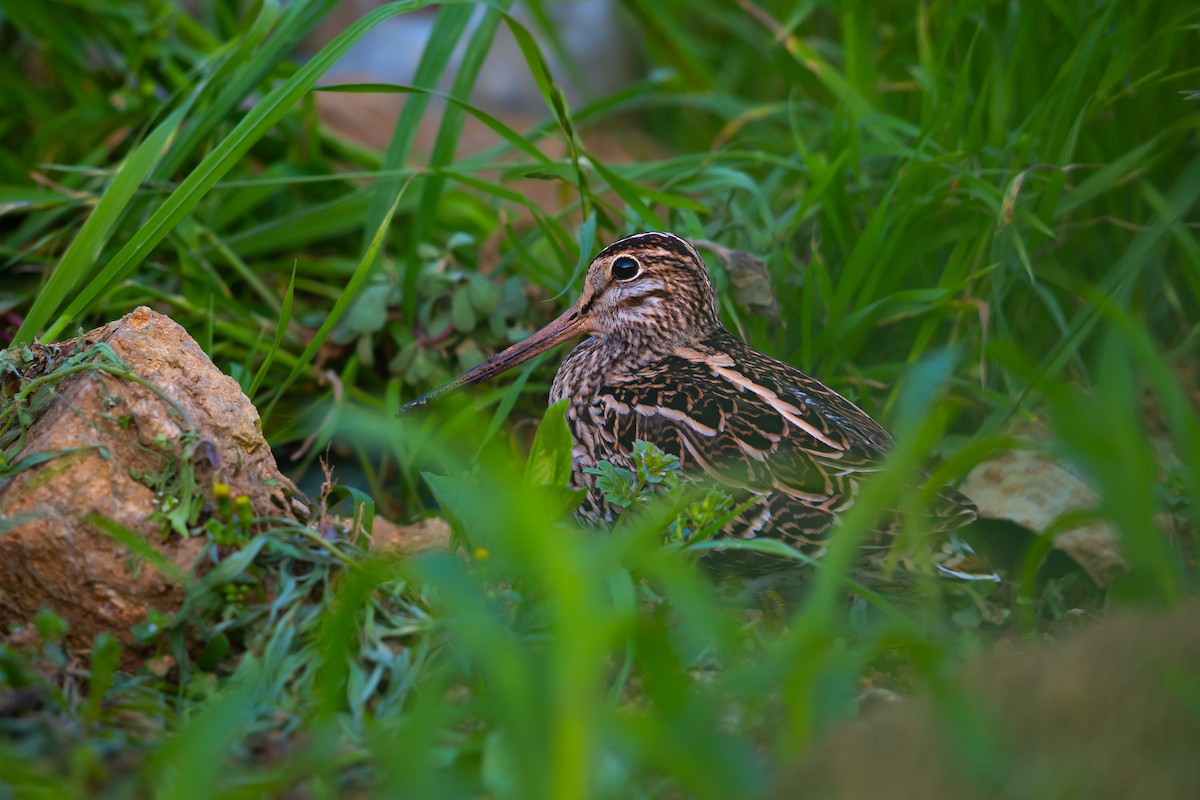 Swinhoe's Snipe - ML623701942