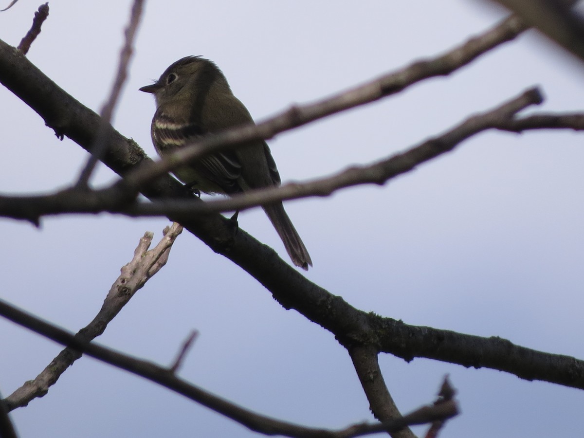 Least Flycatcher - ML623701944