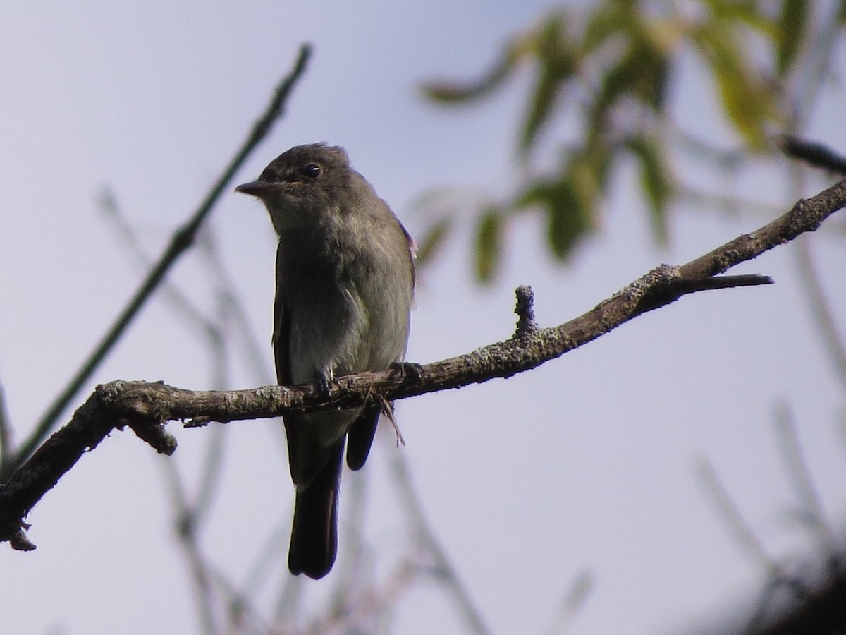 Eastern Wood-Pewee - ML623701950