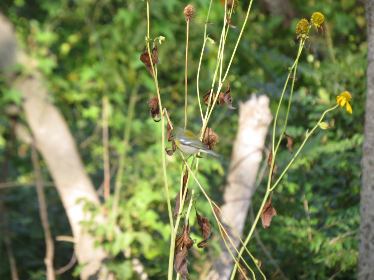 Northern Parula - ML623701953