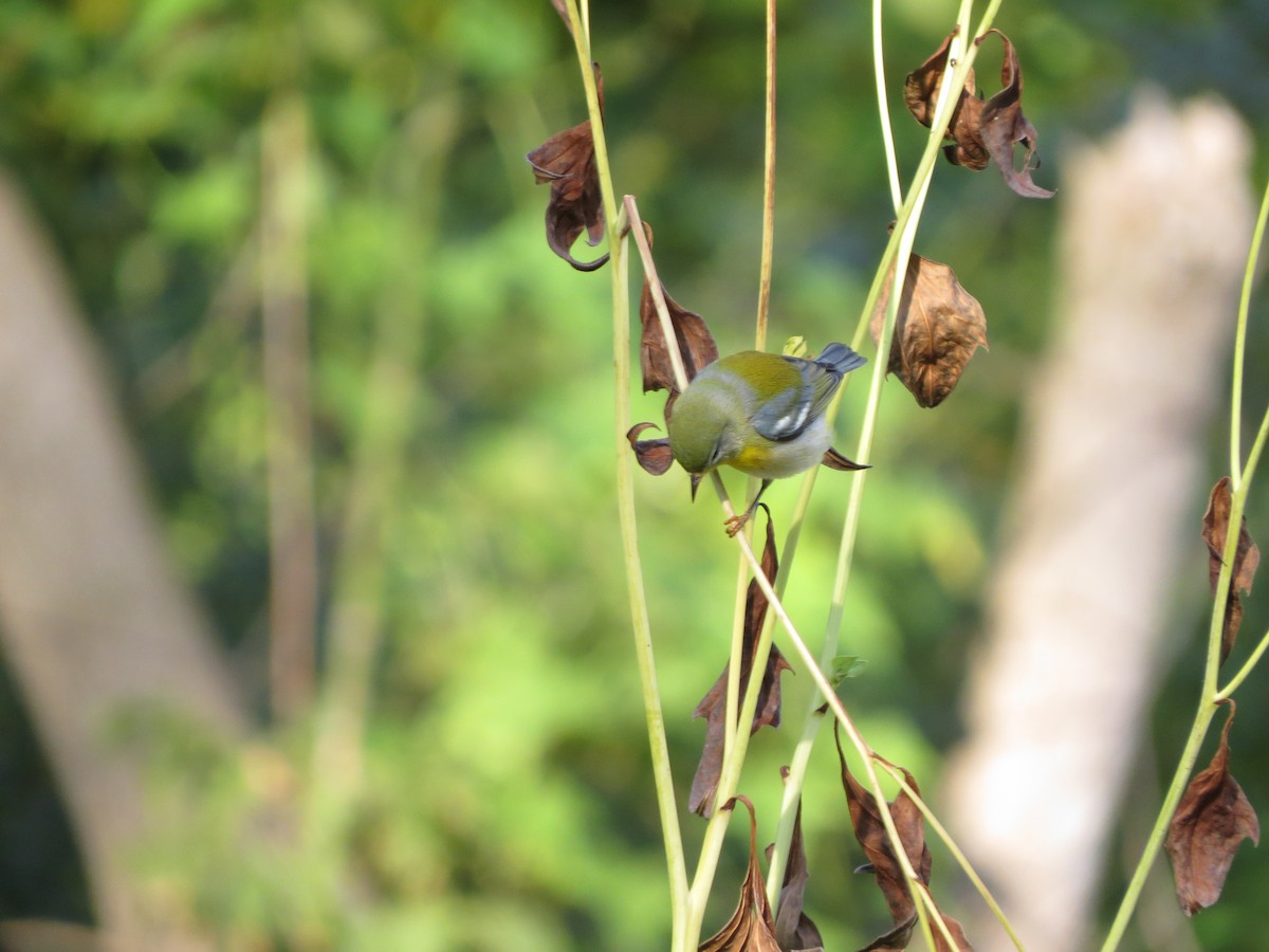 Northern Parula - ML623701954