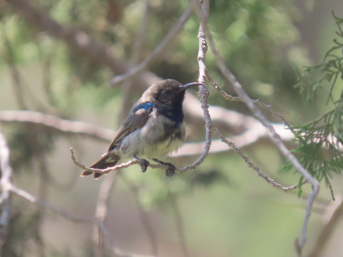 Palestine Sunbird - ML623701977