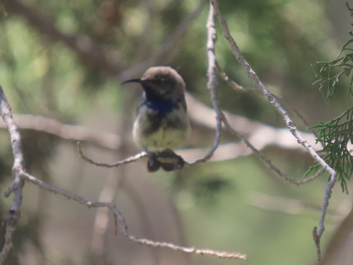 Palestine Sunbird - ML623701978