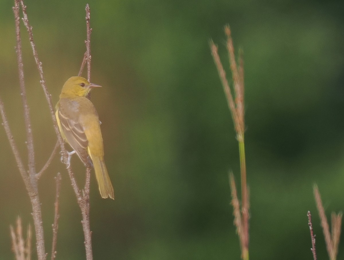 Orchard Oriole - Ben Jesup