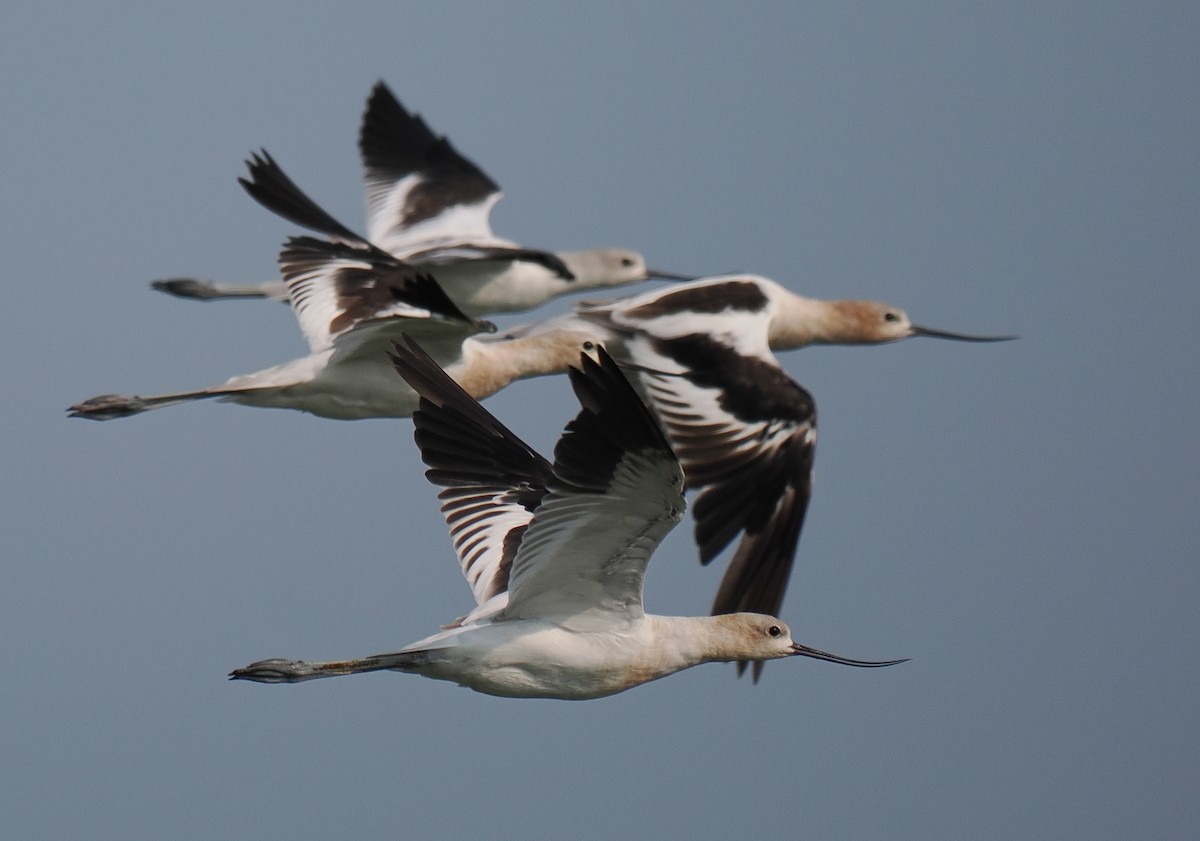 American Avocet - Ben Jesup