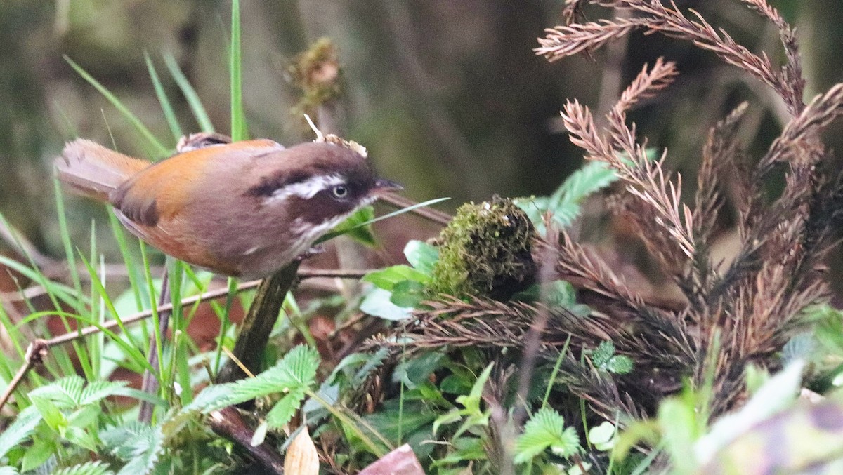 White-browed Fulvetta - ML623701999