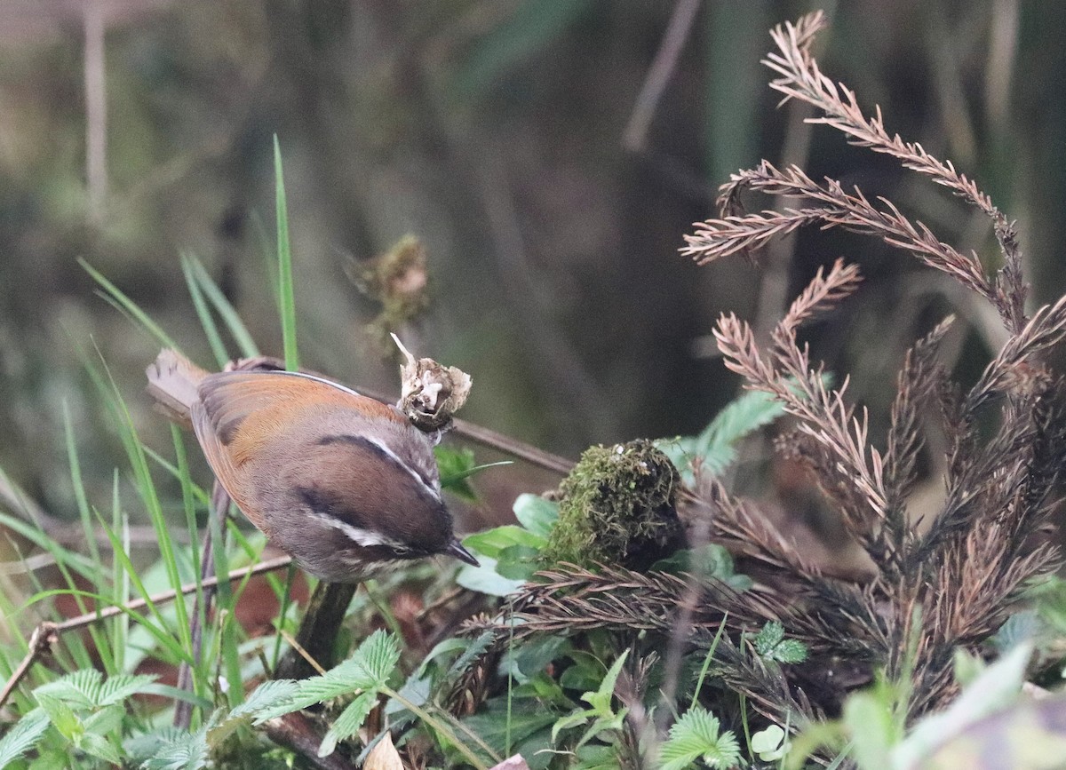 White-browed Fulvetta - ML623702001