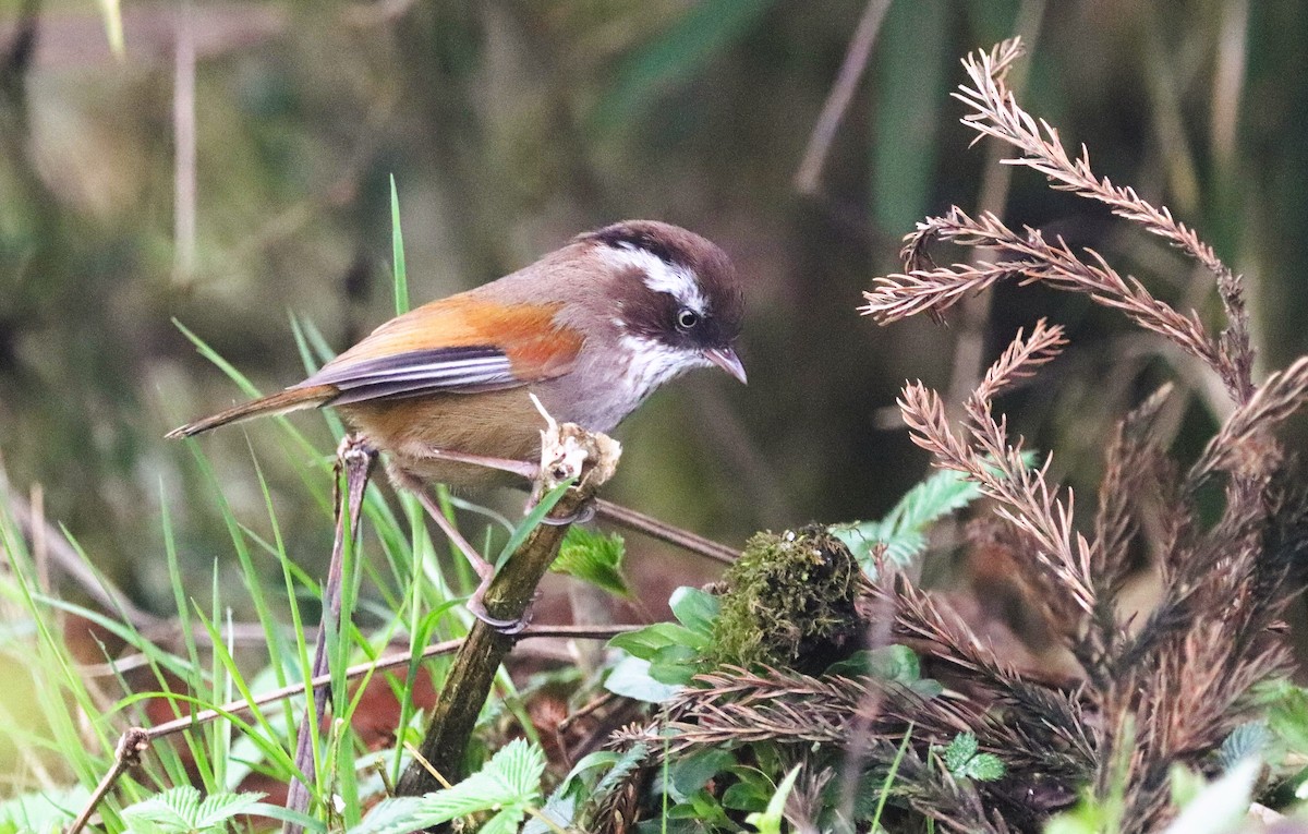 White-browed Fulvetta - ML623702002