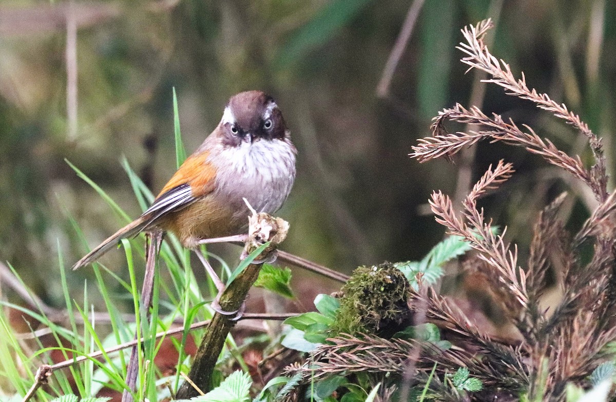 White-browed Fulvetta - ML623702003