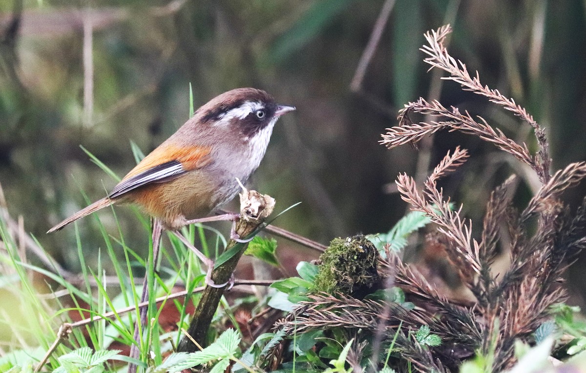 White-browed Fulvetta - ML623702004