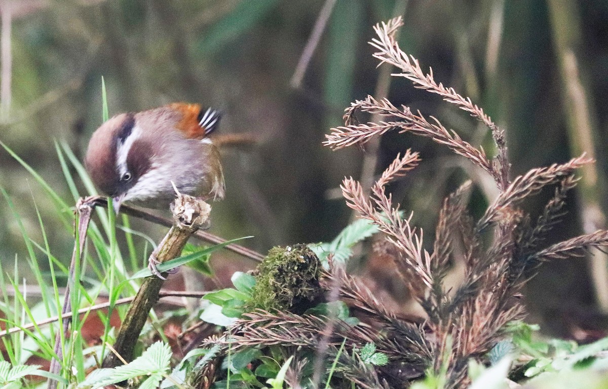 White-browed Fulvetta - ML623702006