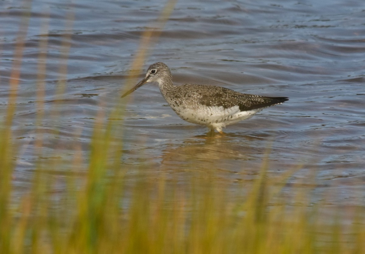 Greater Yellowlegs - ML623702025